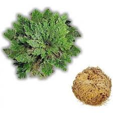 Resurrection Plant - Rose of Jericho - 1.5 inch +