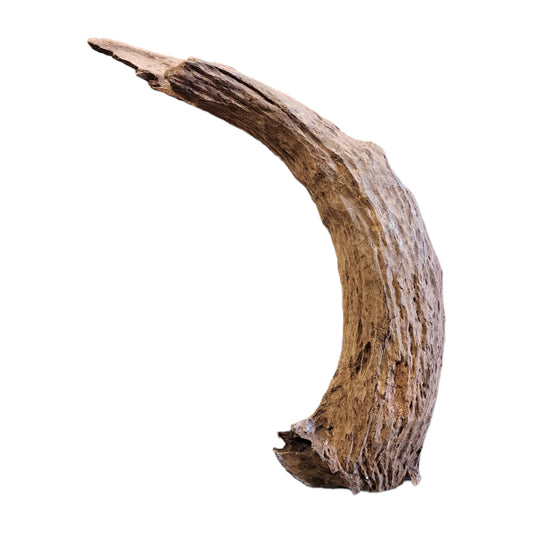 27.7 to 31.5 inch - TEXTURE DRIFTWOOD - Jumbo 70 to 80cm - Indonesia - NEW923 - #1