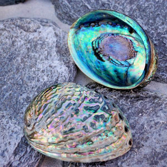 Polished Paua Abalone - Haliotis Iris - 4 inch + New Zealand - Thailand