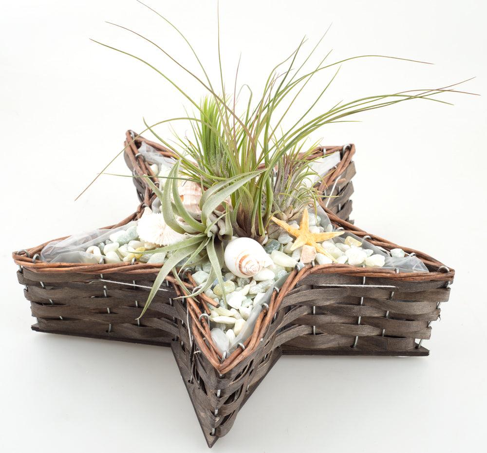Willow Star Shape Planter Tray with Wooden base - 12 Dia x 3.25 deep