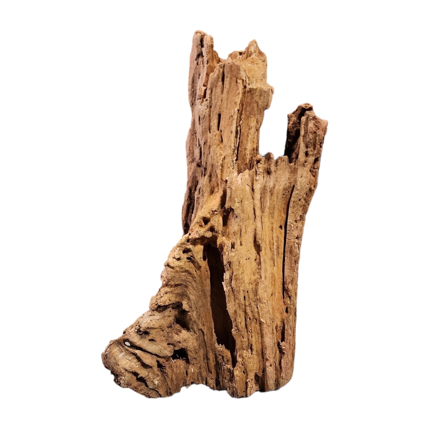 19.5 to 23.6 inch - TEXTURE DRIFTWOOD - XL 50 to 60cm - Indonesia - NEW923 - #1