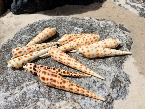 Mixed Terebra Shell - 4 inches - Philippines