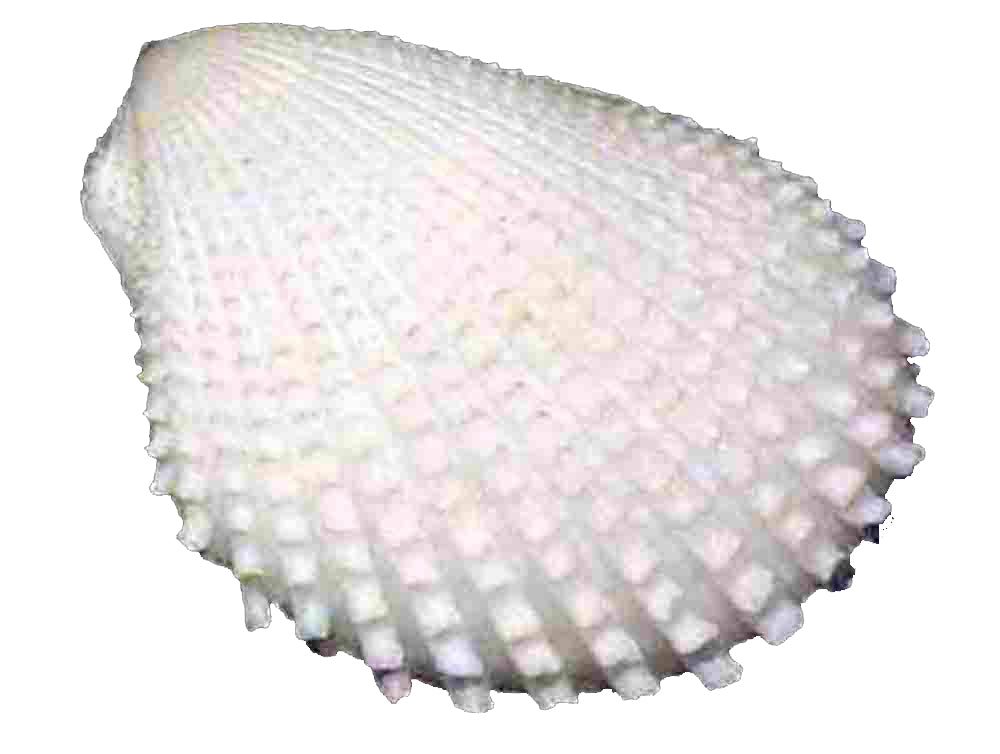 Large Lima Lima Shells - 1.5 inch - White