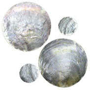 PK/100 - Capiz Round Discs - 1.5 inches in diameter