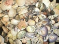 1 KG - Assorted  Seashell Mix - 0.5 - 1 inch  - Philippines