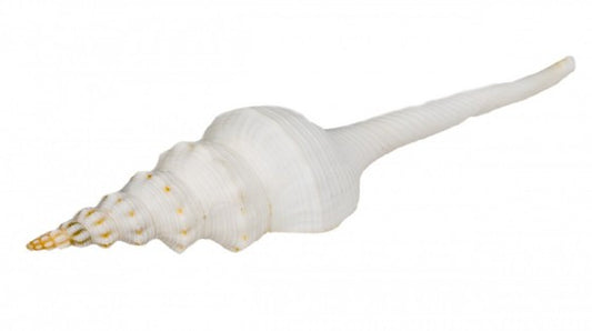 Fusinus Colus - 3 - 4 inches