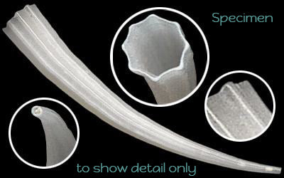 1 KG - White Dentalium Octagulatum Tusk Shells -  0.5 - 1 inch Premium Sorted  - India - NEW523