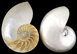 Split Pearlized Nautilus Shells - 2 Pieces - 5 - 6 inches