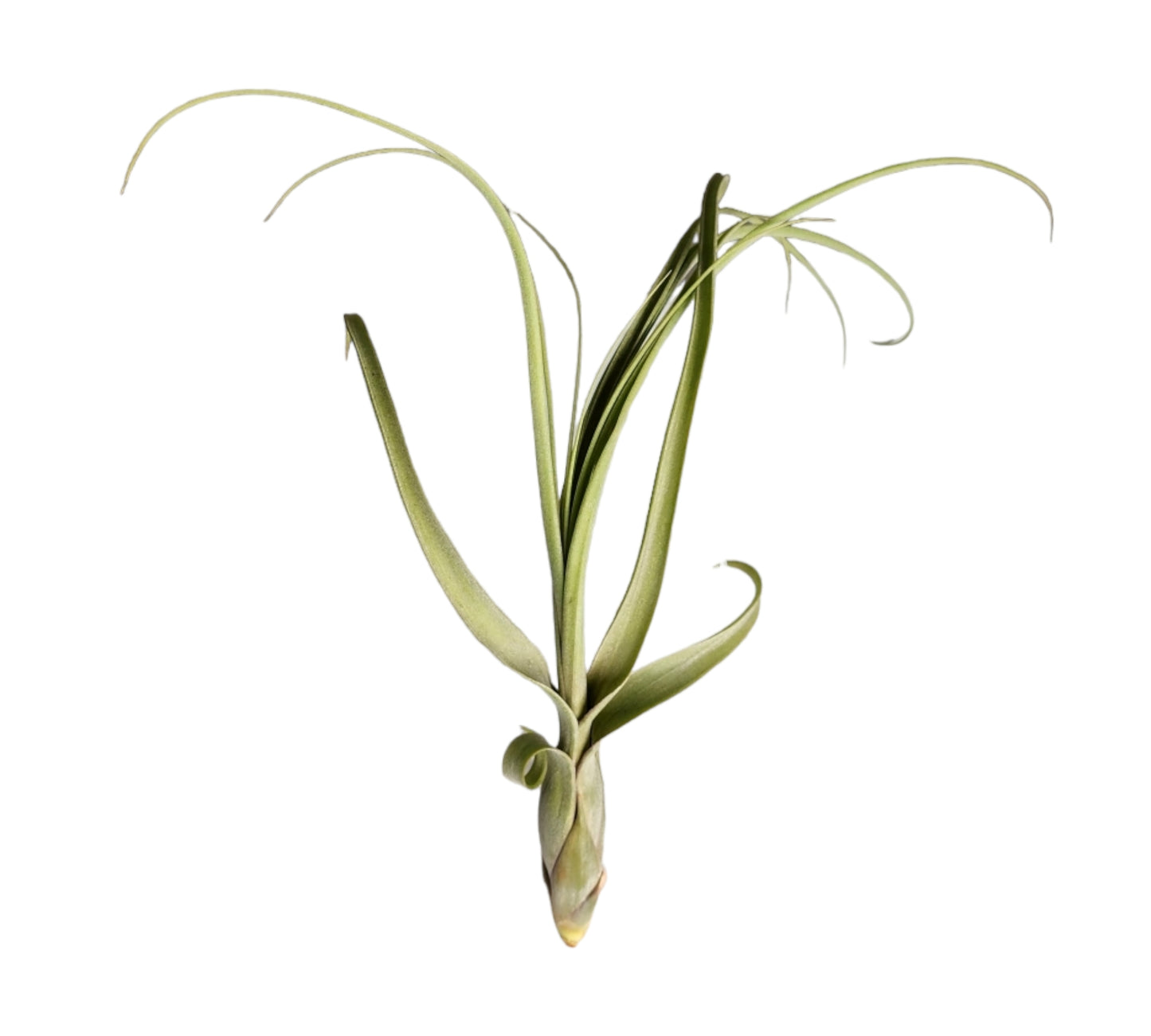 Balbisiana Tillandsia Air Plant