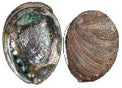 Green Abalone - 4.5 inch + - Haliotis Fulgens - Mexico