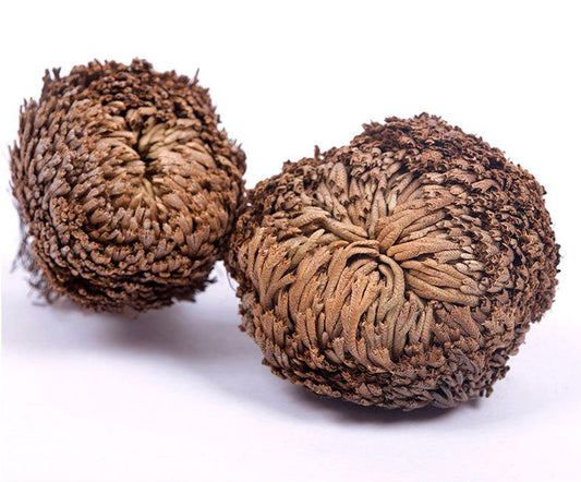 Resurrection Plant - Rose of Jericho - 3 inch +