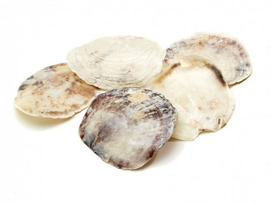 Polished Placuna Saddle Oysters - 5 inches