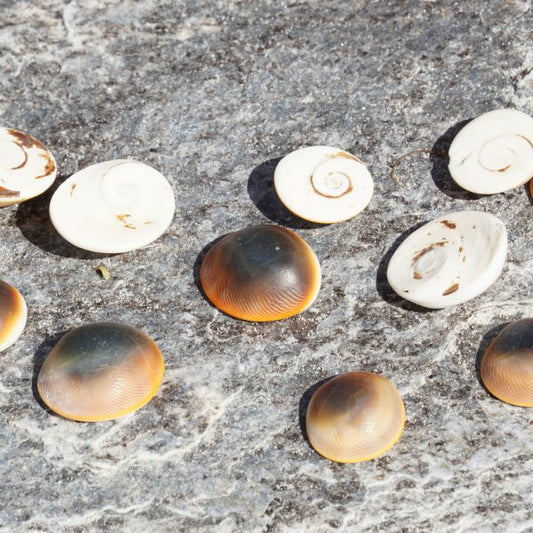 Cats Eyes - 0.5 inch - Shiva Eye Shell