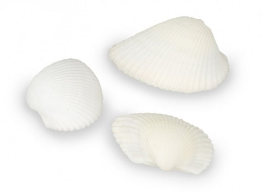 1 KG - Angel Clam - Litob Shells - 1.5 - 2.5 inches - Andara Granosa - White Arks - Philippines