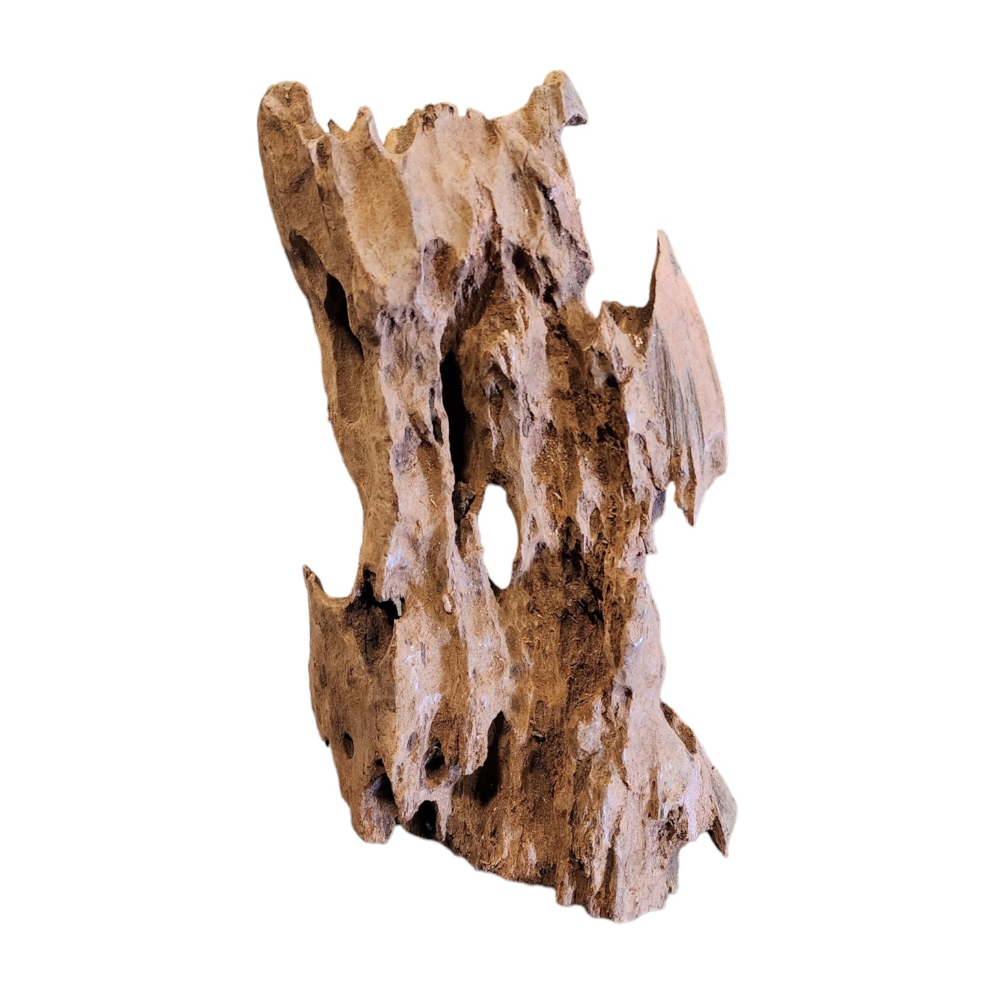 5 to 6 inch - TEXTURE DRIFTWOOD - XS <15cm - Indonesia - NEW923 - #1
